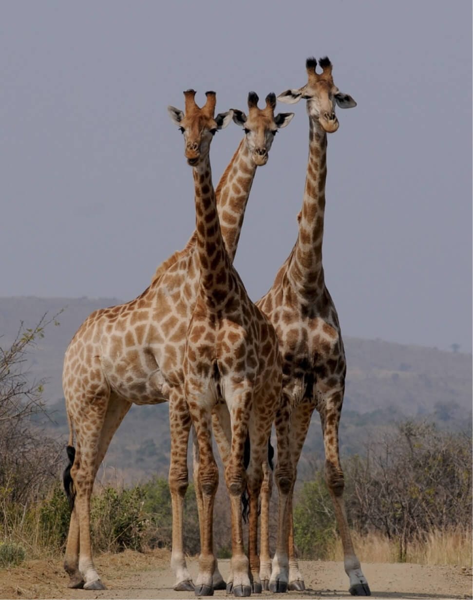 animalzoo5